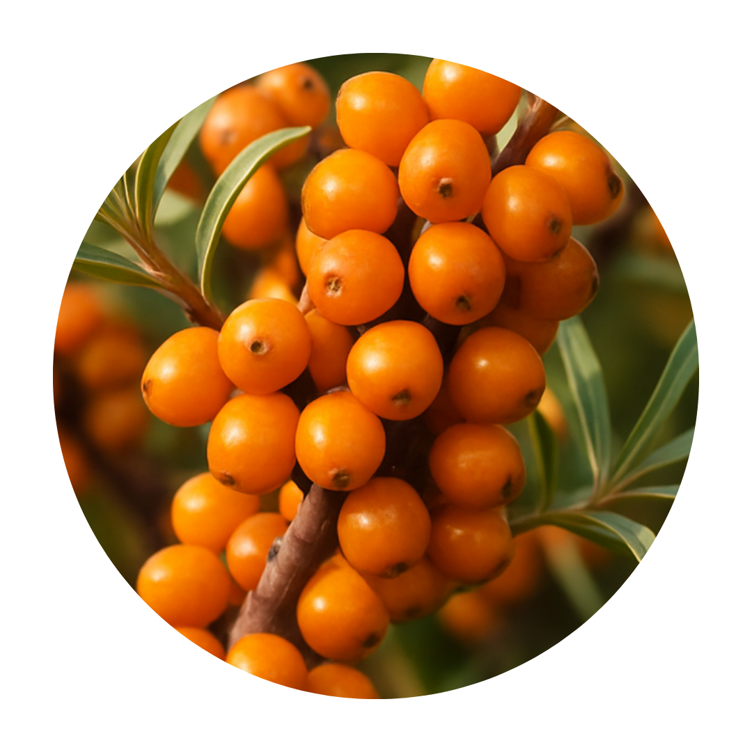 vitamin tree fruit extract