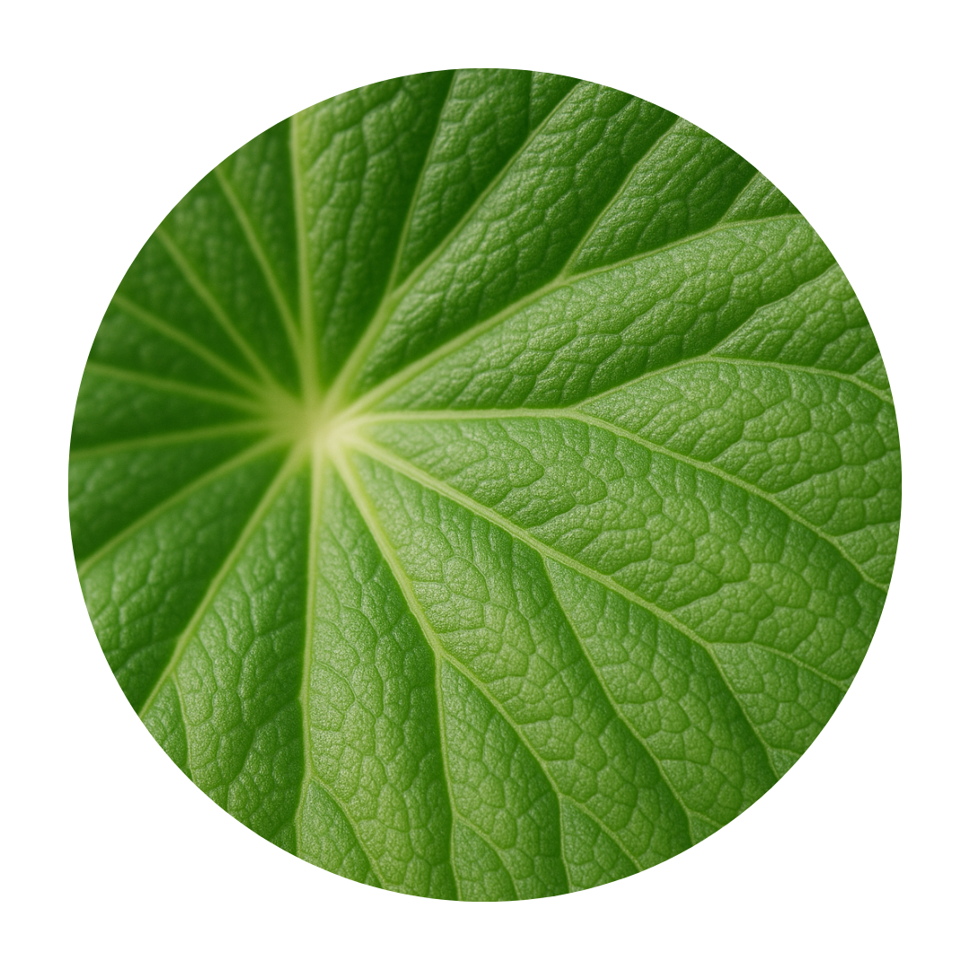 centella asiatica extract